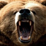 उक्रांद ने सीएम से लगाई भालुओं से निजात की गुहार