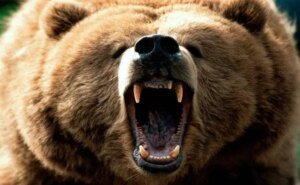 उक्रांद ने सीएम से लगाई भालुओं से निजात की गुहार