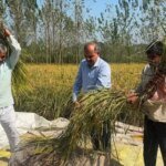 सीडीओ डॉ. ललित नारायण मिश्र ने खेत में की क्रॉप कटिंग, परखी धान की उपज